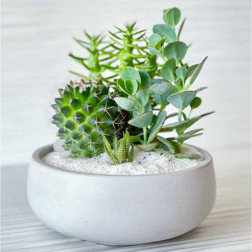 Cactus/Succulent Arrangement Small Grey Bowl 6"