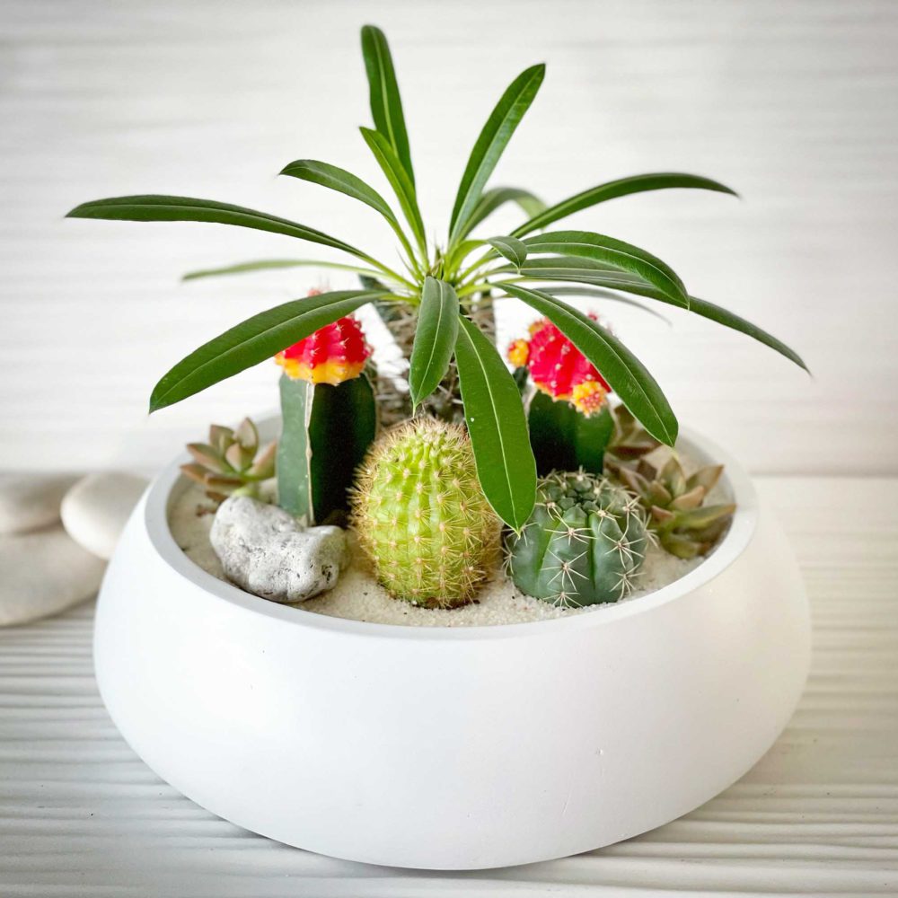 Concreate Garden Cactus/Succulent Arrangement