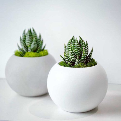 2 Mini Sphere Succulent planter arrengement