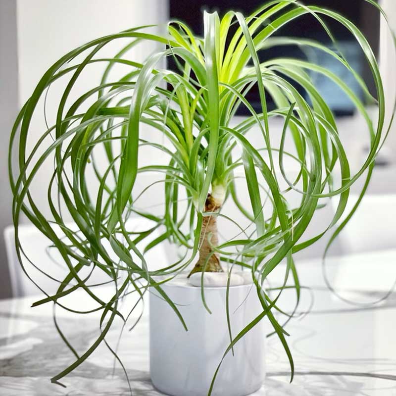 Ponytail Palm Tree