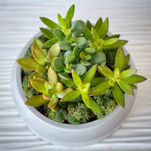 Succulent Arrangement 8 Inch pot