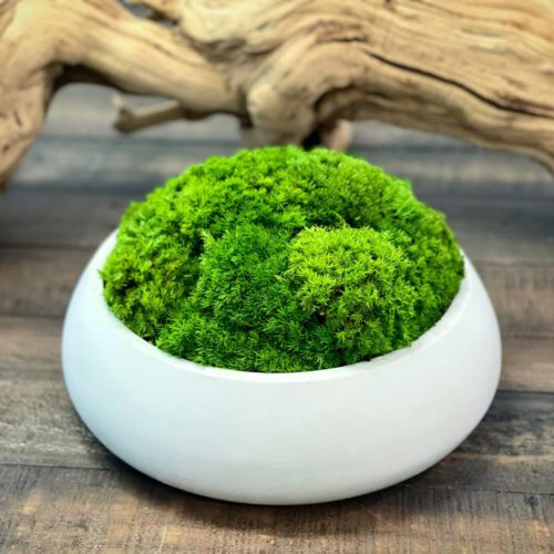 Concreate Garden 10inch moss bowl