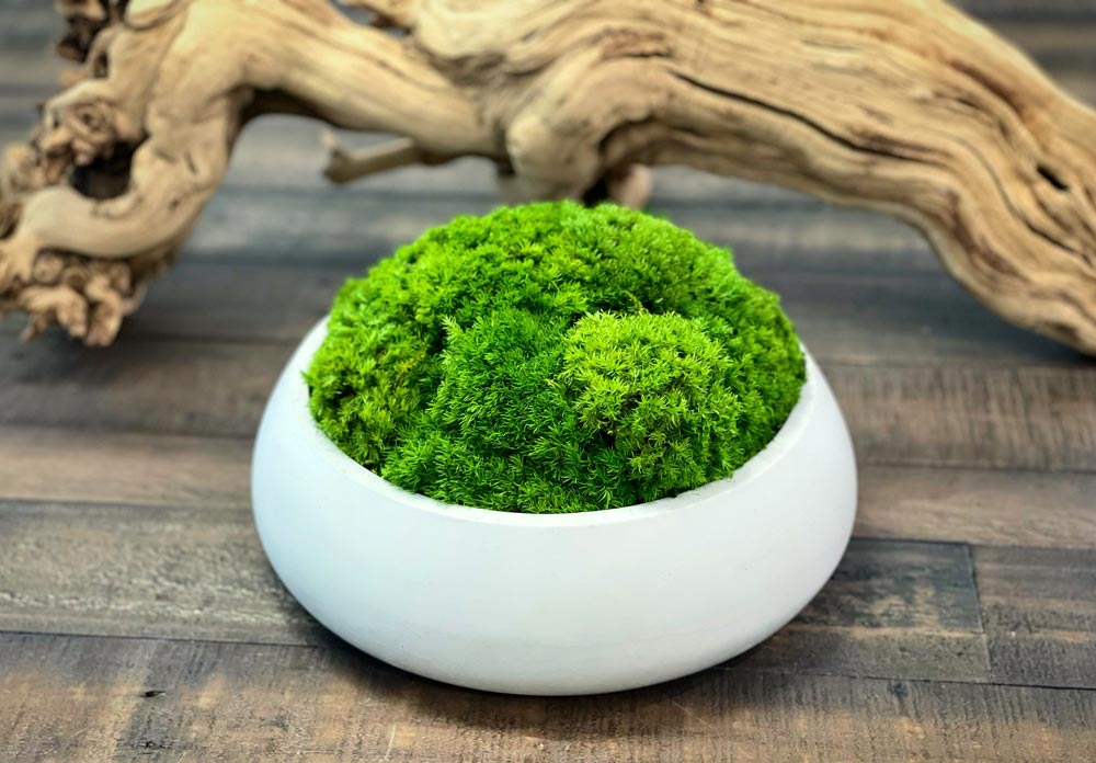 Preserved Moss Cement Low Bowl